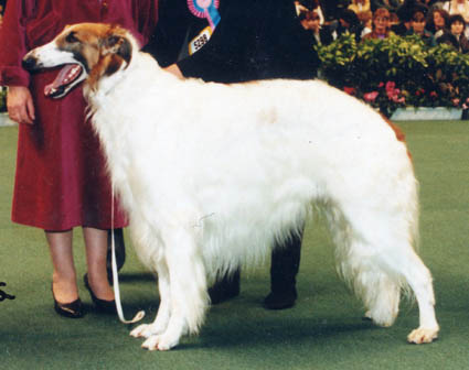 CH. STARBOROUGH GORSE AT REDBANNER