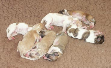 Dogs 3 days old
