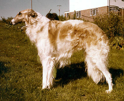 CH. STONEBAR NIKOLENKA