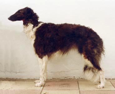 Ryazan Marya of Stonebar