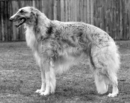 CH. WAYCROSS ROCKAFELLA OF ZACKAVILLE