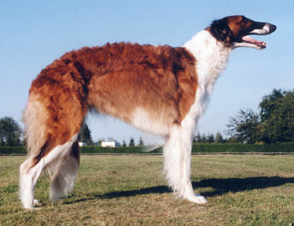 GERM. CH. STONEBAR SANCARA