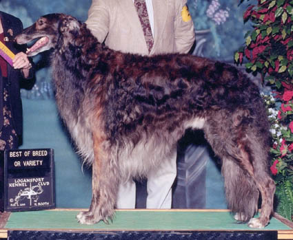 AM CH. TEINE WINDMASTER OF FOXWOOD